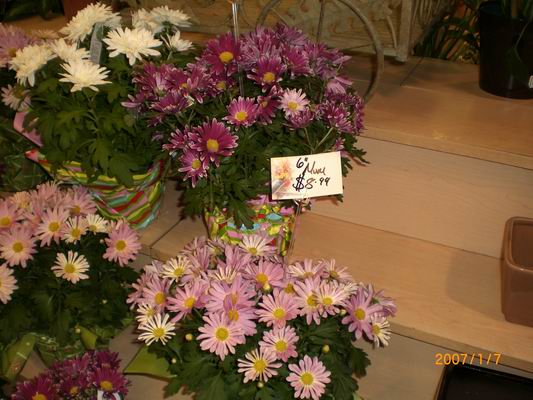 Resize of CIMG0507.JPG